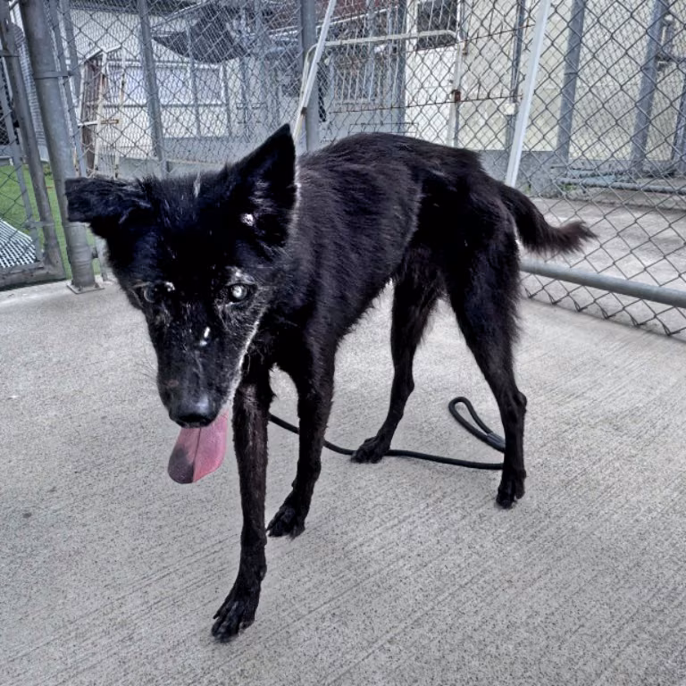 The dog, from the shelter's listing