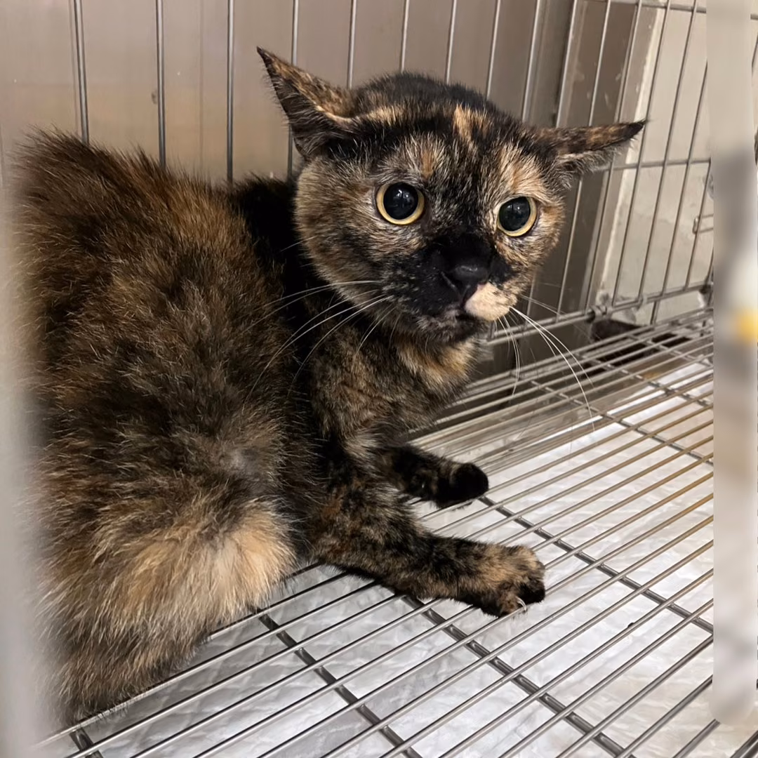 The cat, from the shelter's listing