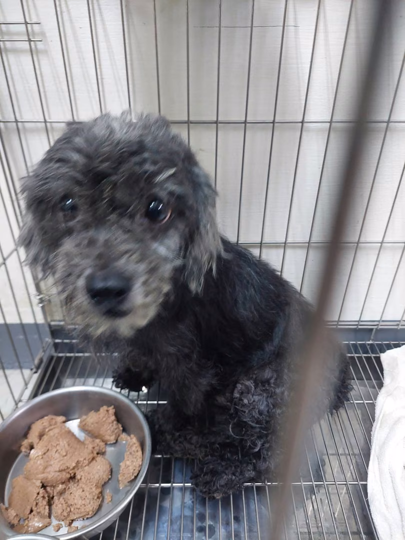 The dog, from the shelter's listing