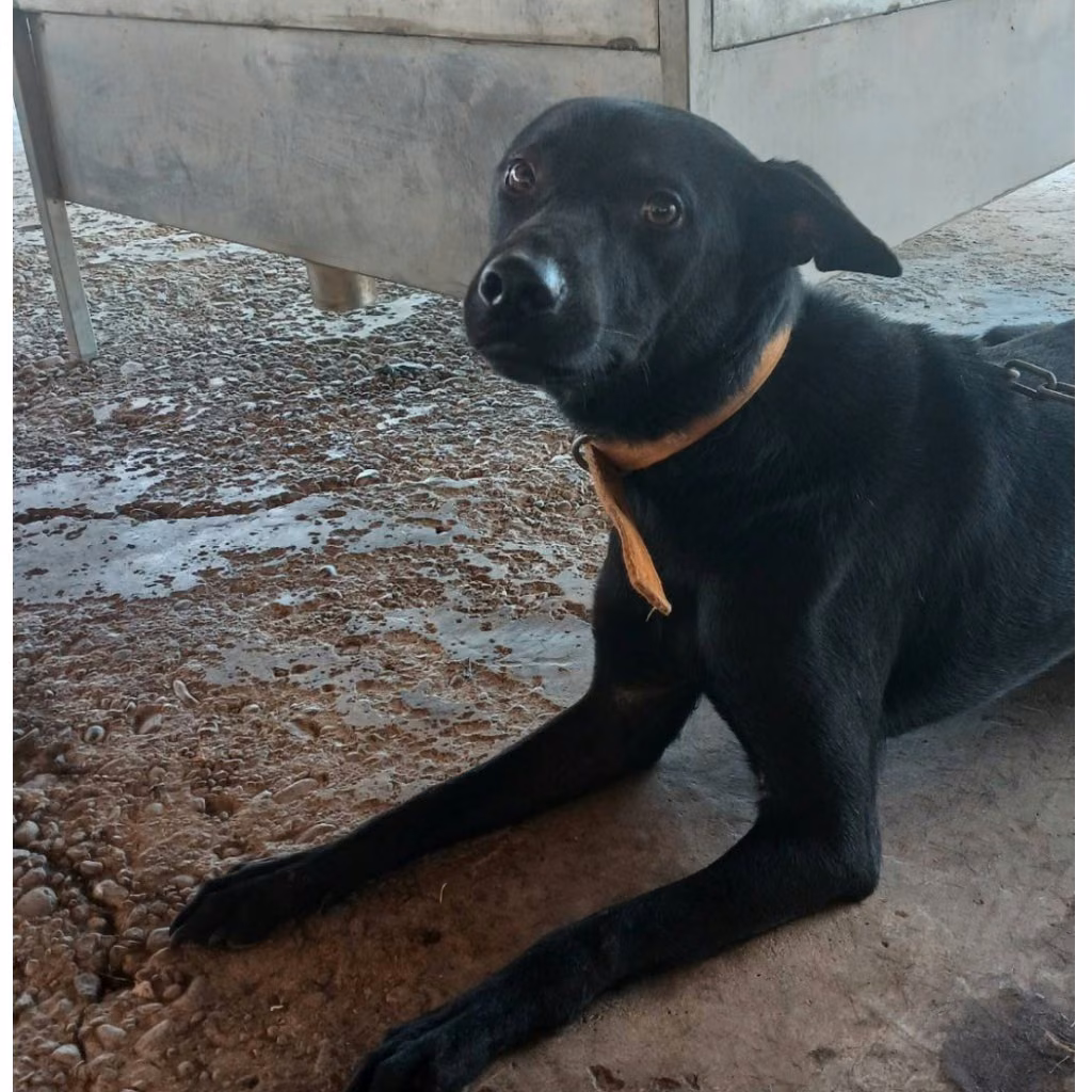 The dog, from the shelter's listing
