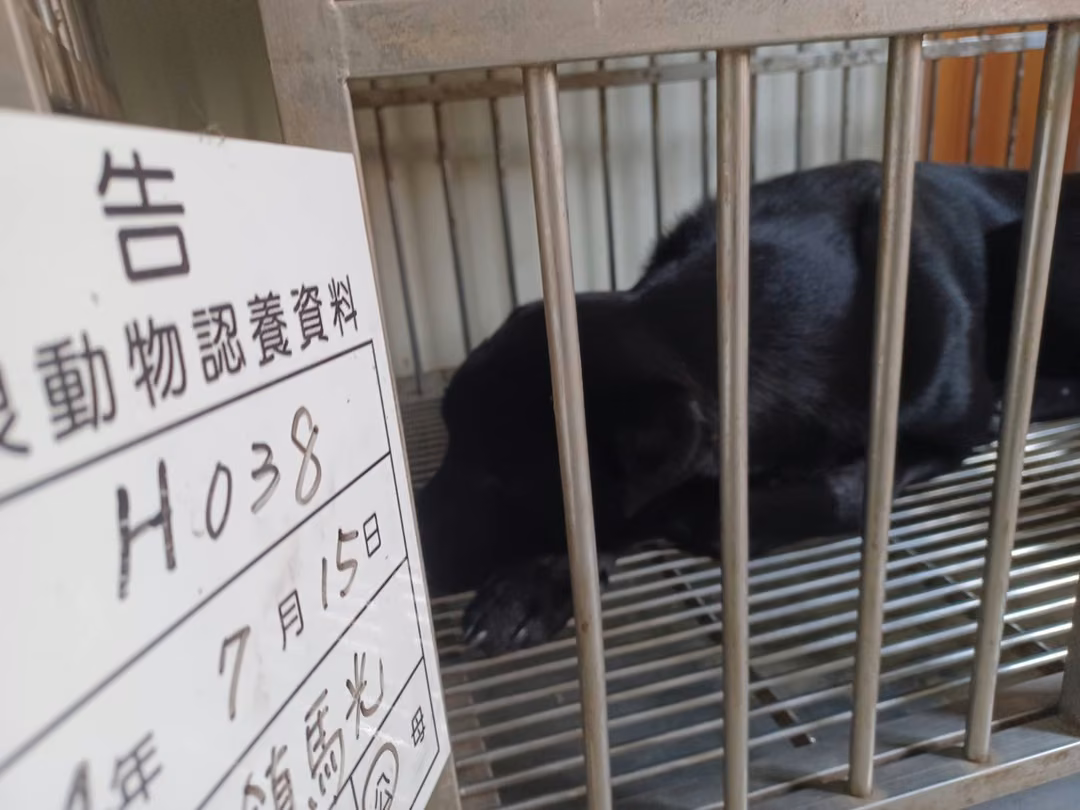 The dog, from the shelter's listing