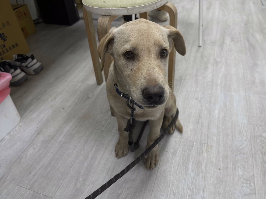 The dog, from the shelter's listing