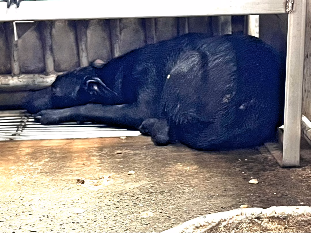 The dog, from the shelter's listing