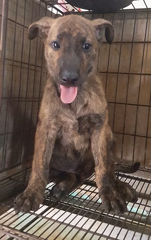 The dog, from the shelter's listing
