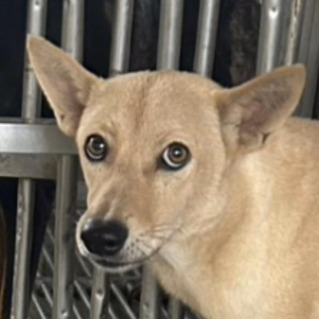 The dog, from the shelter's listing