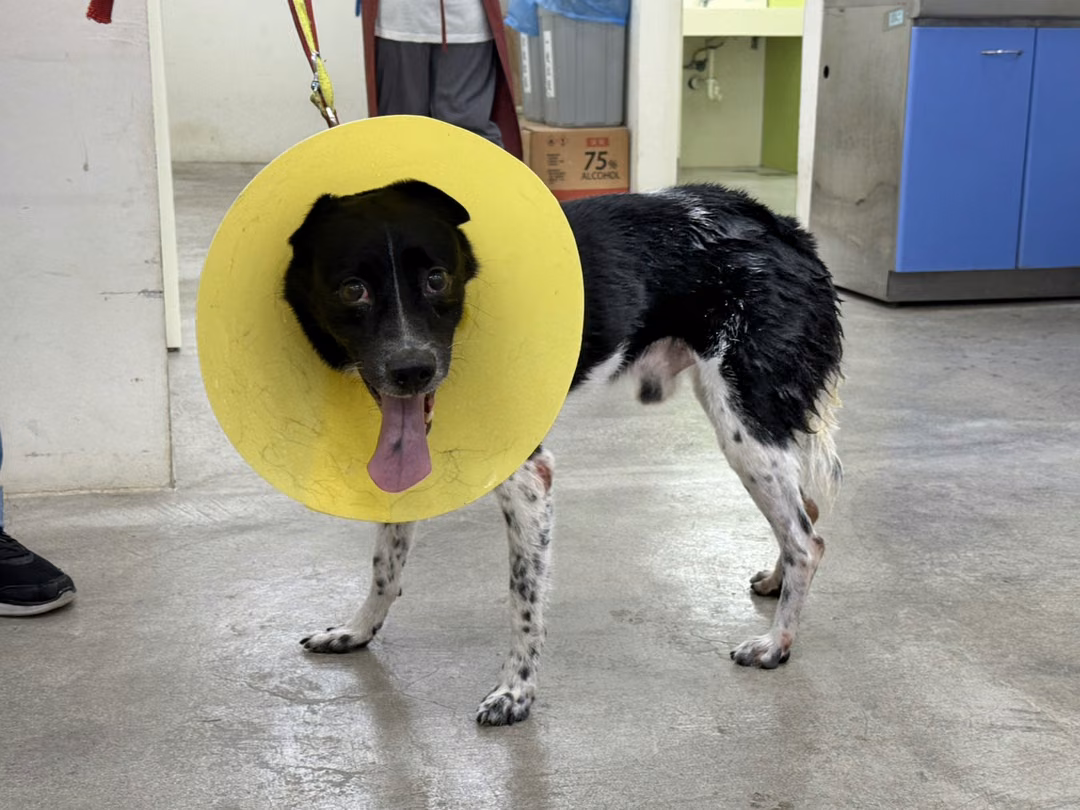 The dog, from the shelter's listing