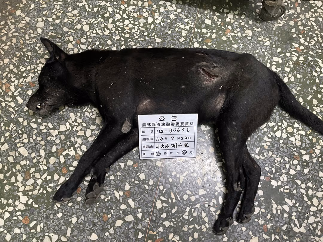 The dog, from the shelter's listing