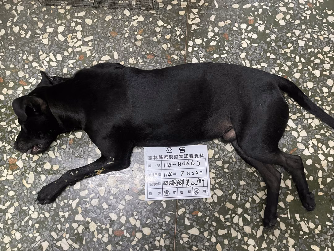 The dog, from the shelter's listing
