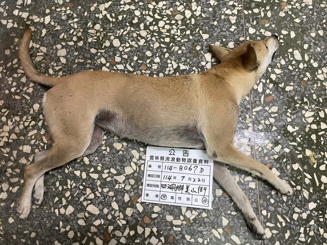 The dog, from the shelter's listing