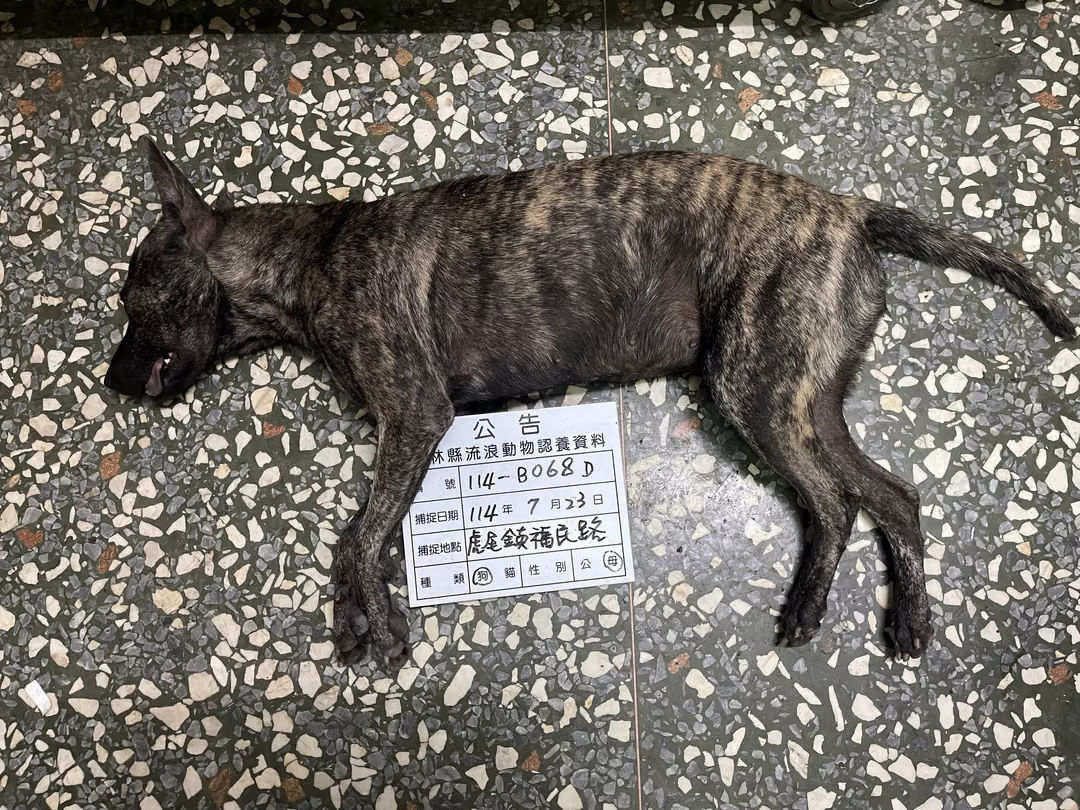 The dog, from the shelter's listing