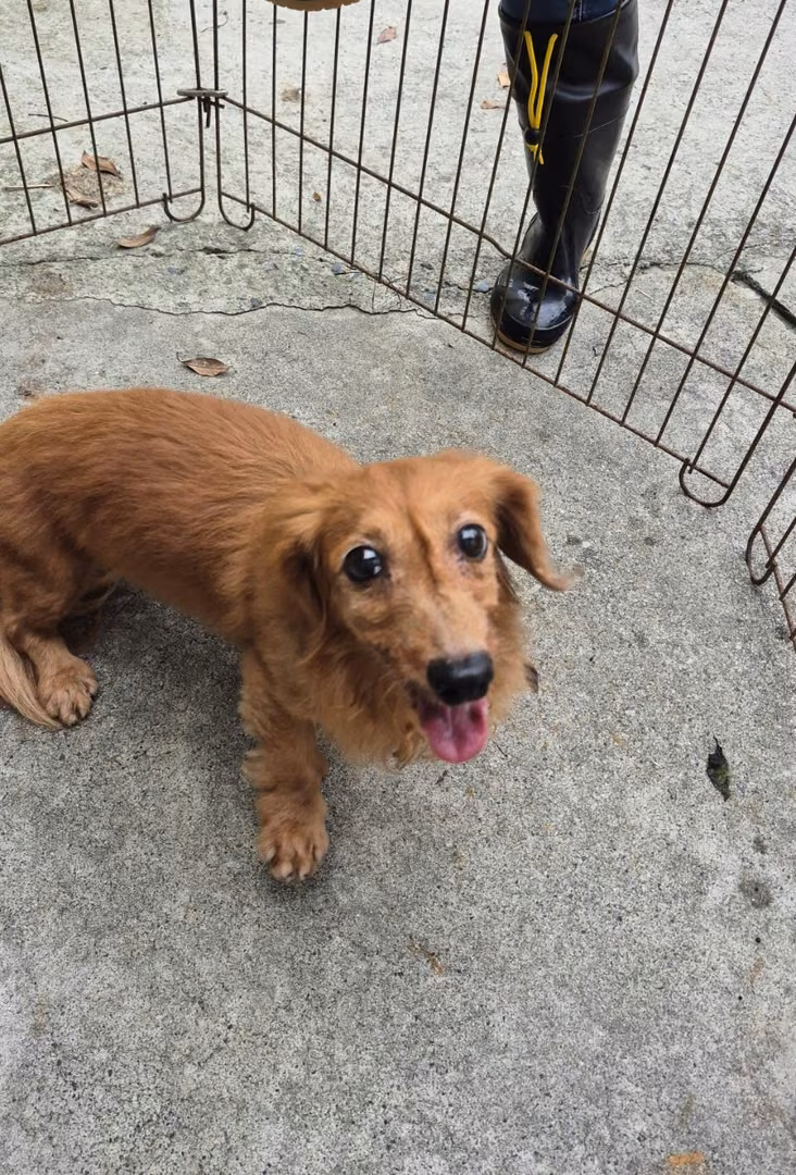 The dog, from the shelter's listing