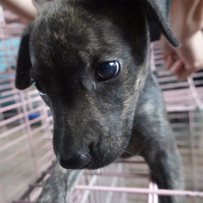 The dog, from the shelter's listing