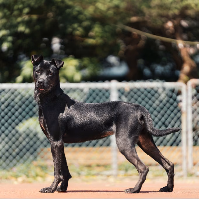 The dog, from the shelter's listing
