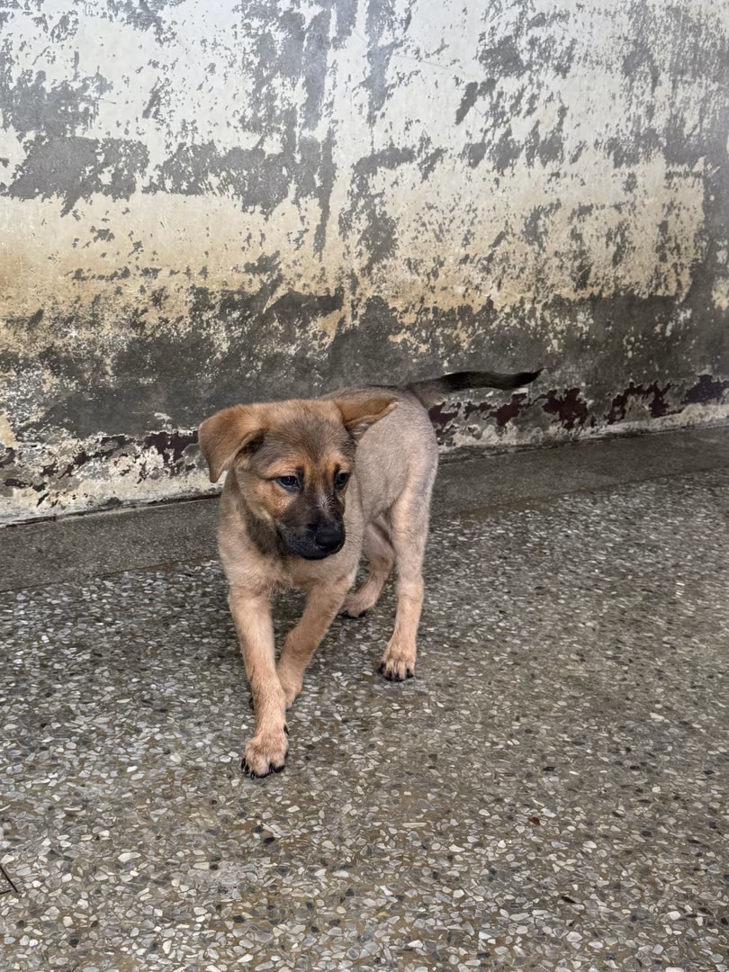 The dog, from the shelter's listing