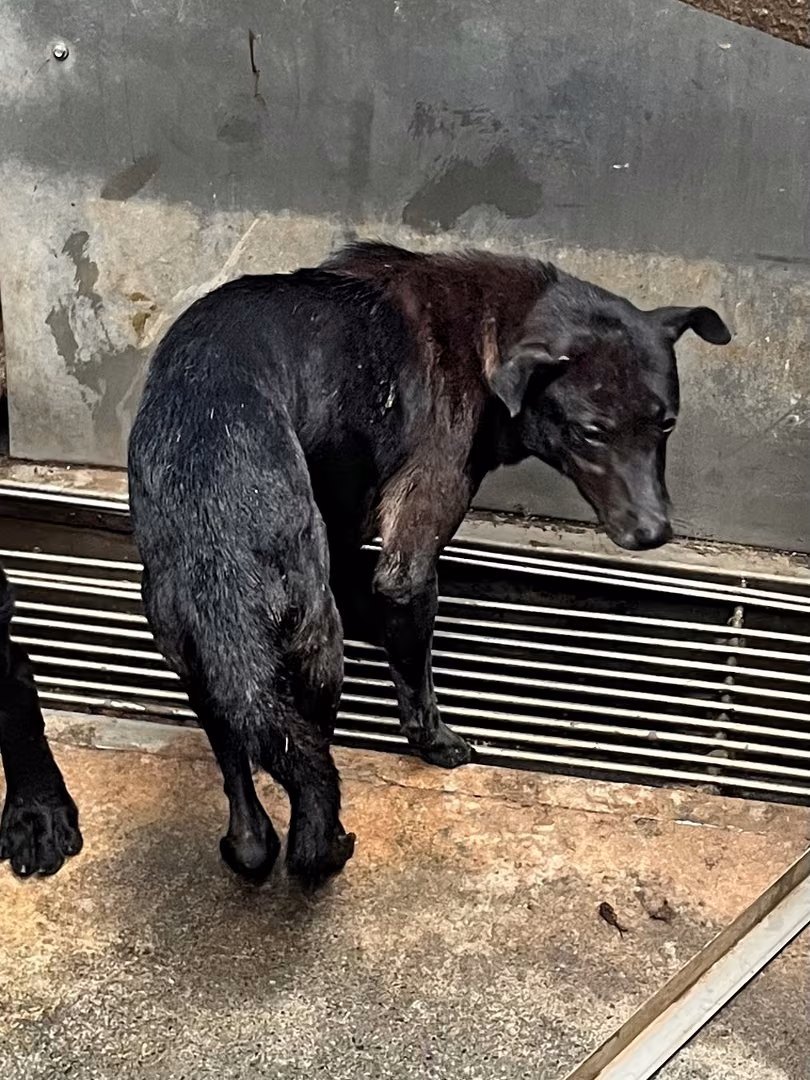 The dog, from the shelter's listing