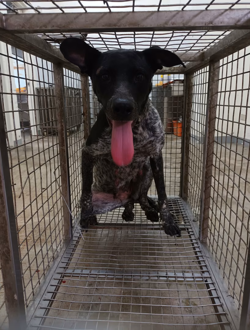 The dog, from the shelter's listing