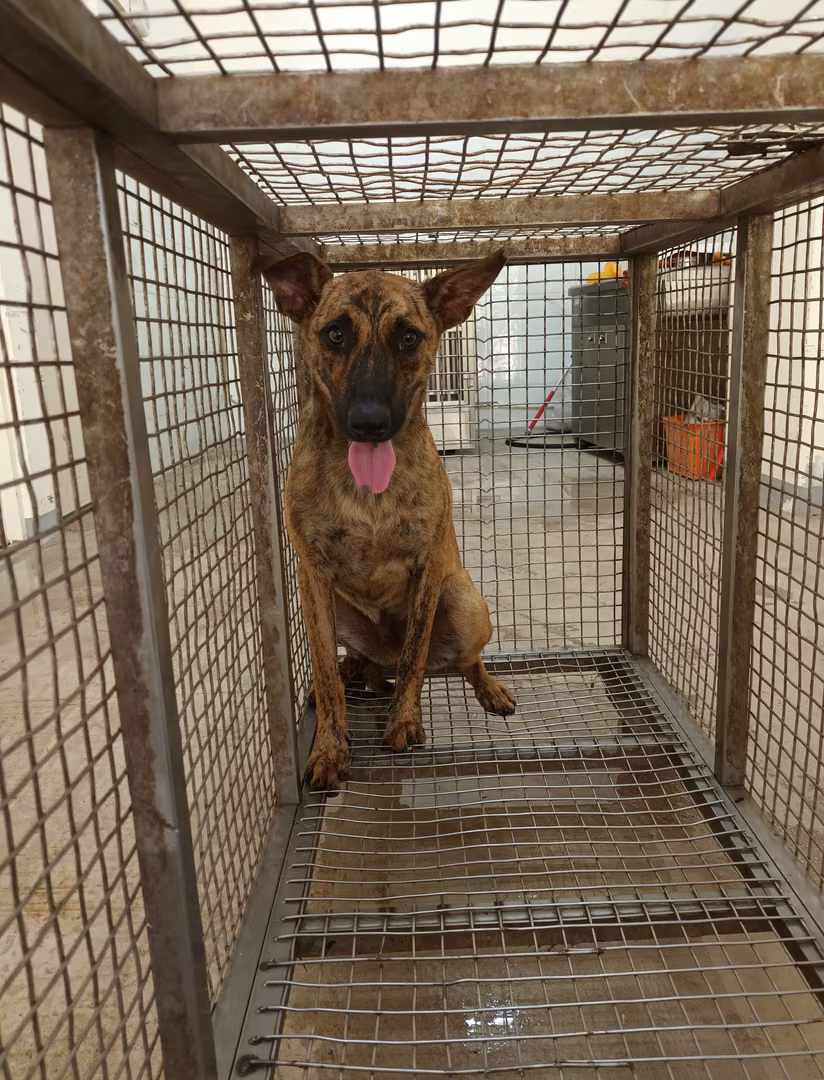 The dog, from the shelter's listing