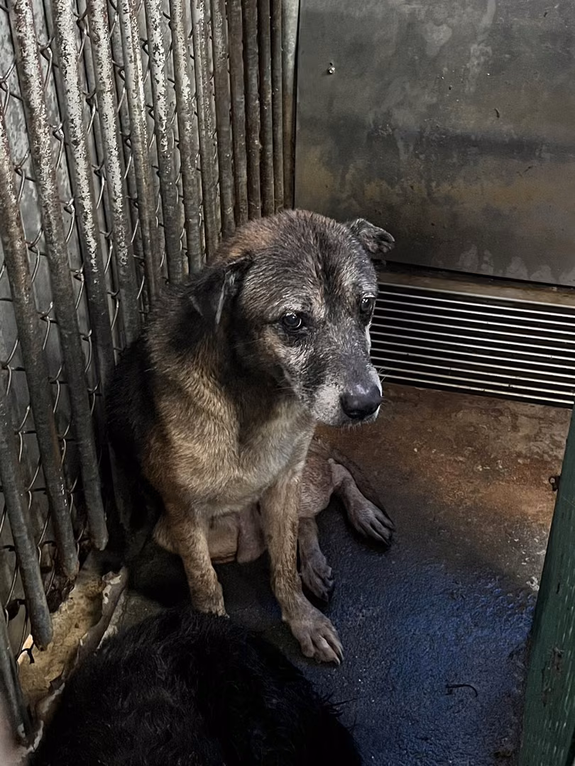 The dog, from the shelter's listing