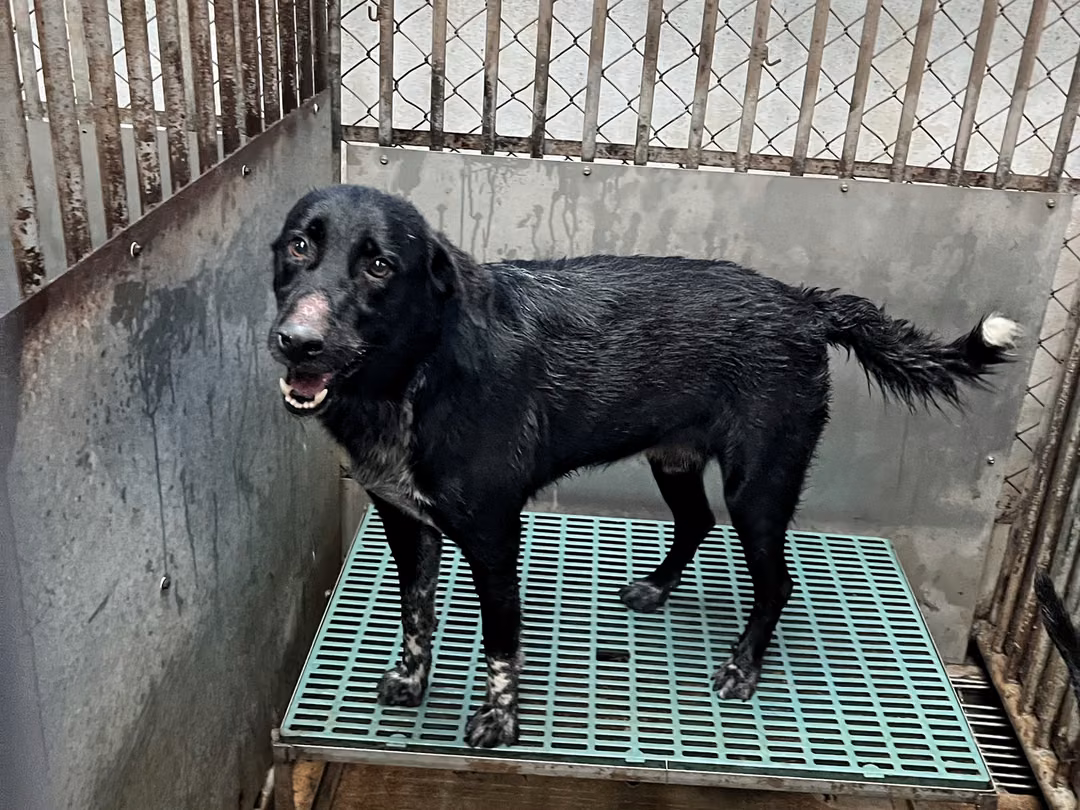The dog, from the shelter's listing