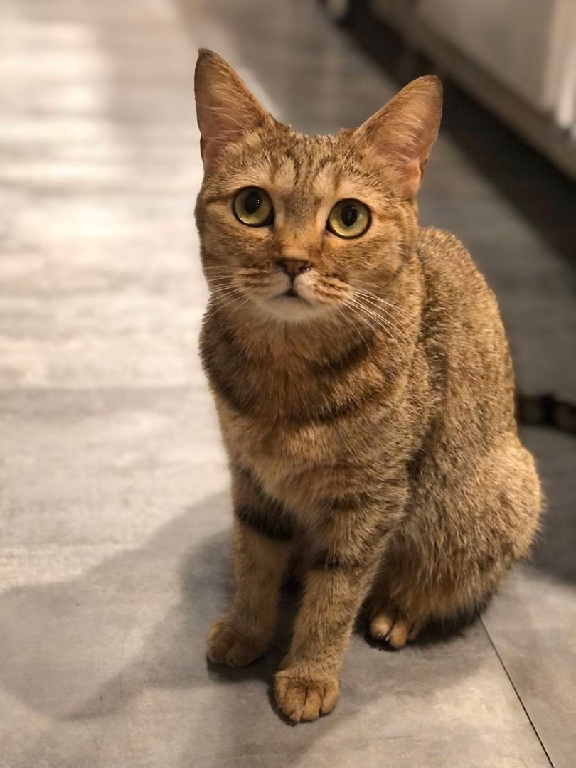 The cat, from the shelter's listing