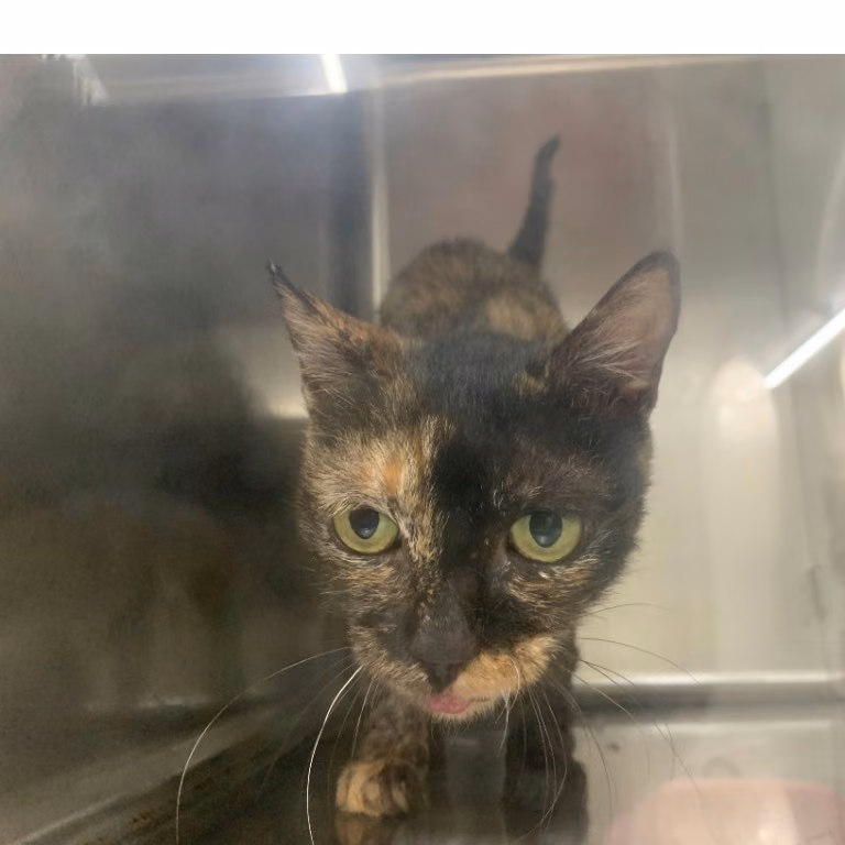 The cat, from the shelter's listing