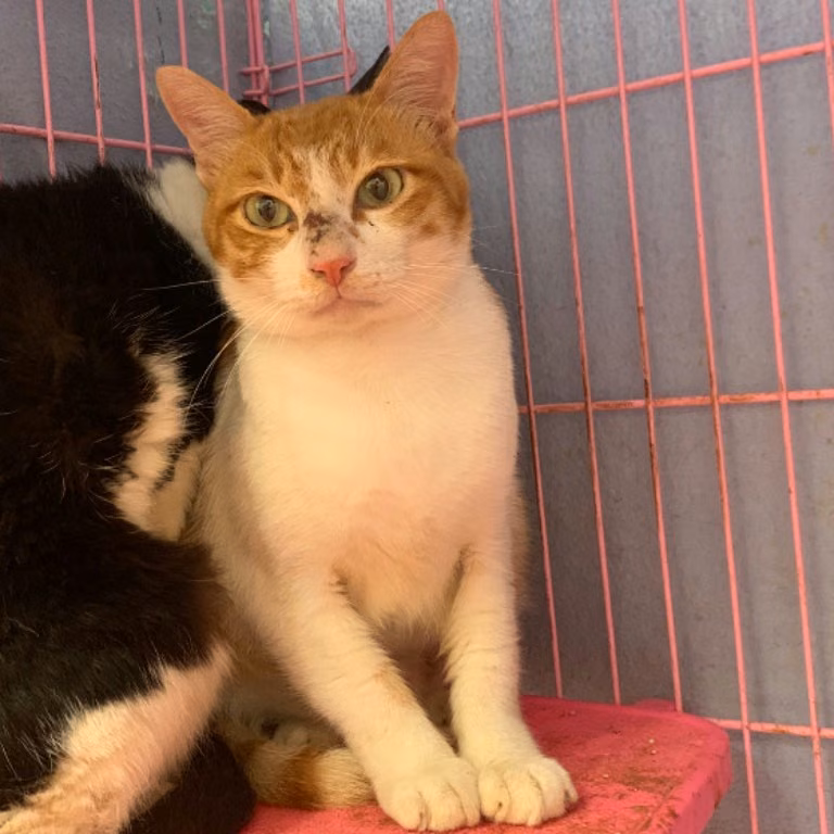 The cat, from the shelter's listing