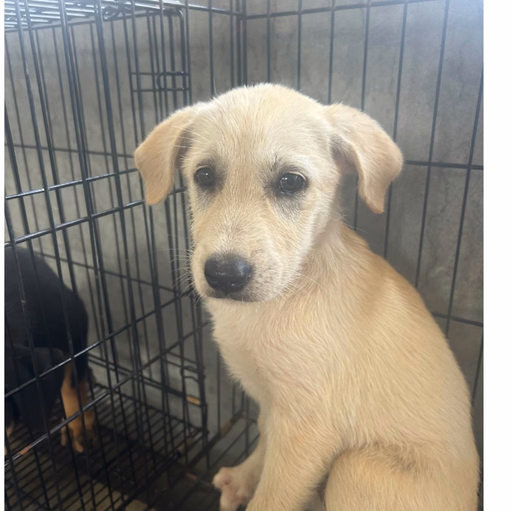 The dog, from the shelter's listing