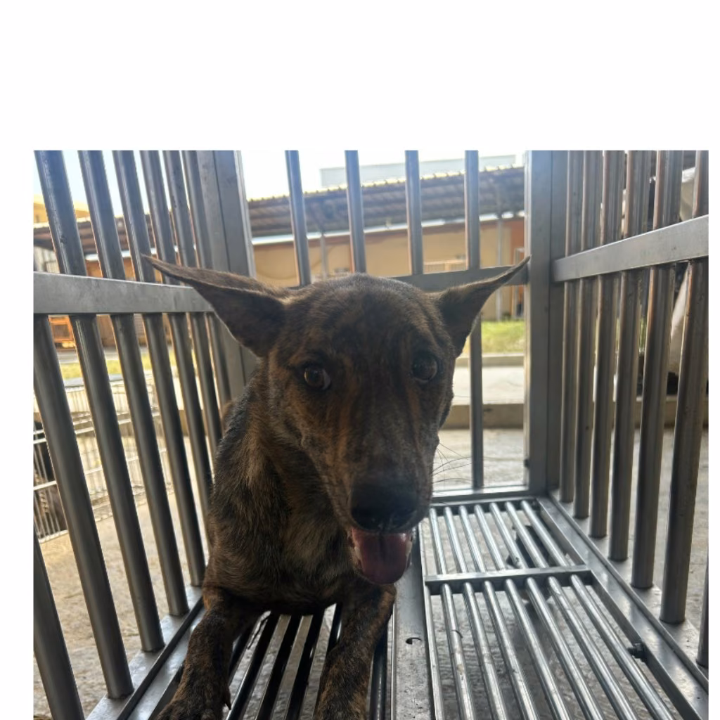 The dog, from the shelter's listing