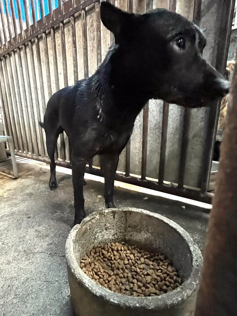 The dog, from the shelter's listing