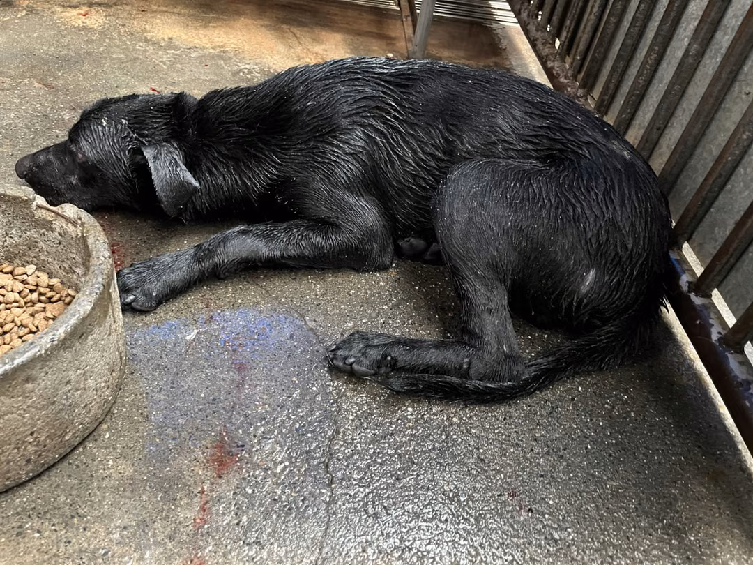 The dog, from the shelter's listing
