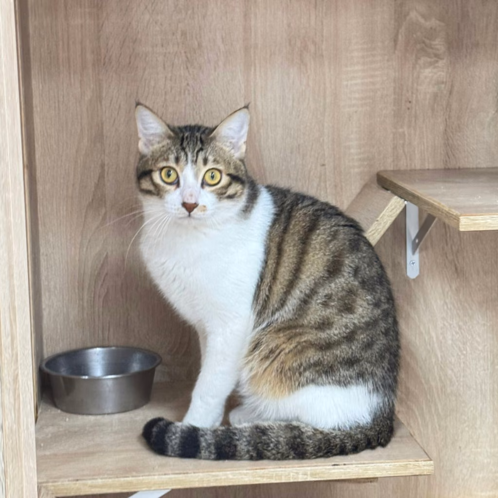 The cat, from the shelter's listing
