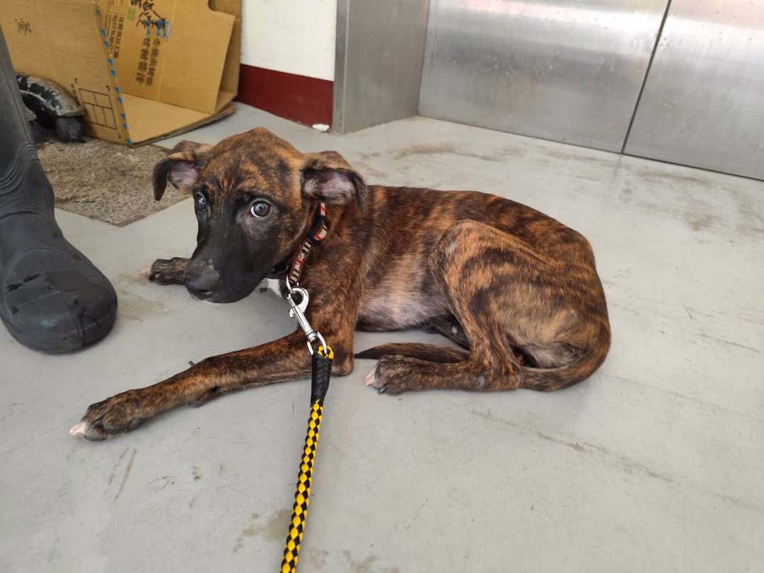 The dog, from the shelter's listing