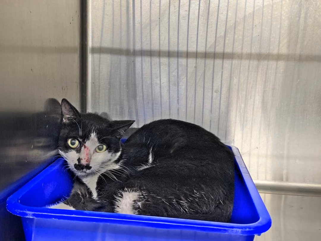 The cat, from the shelter's listing
