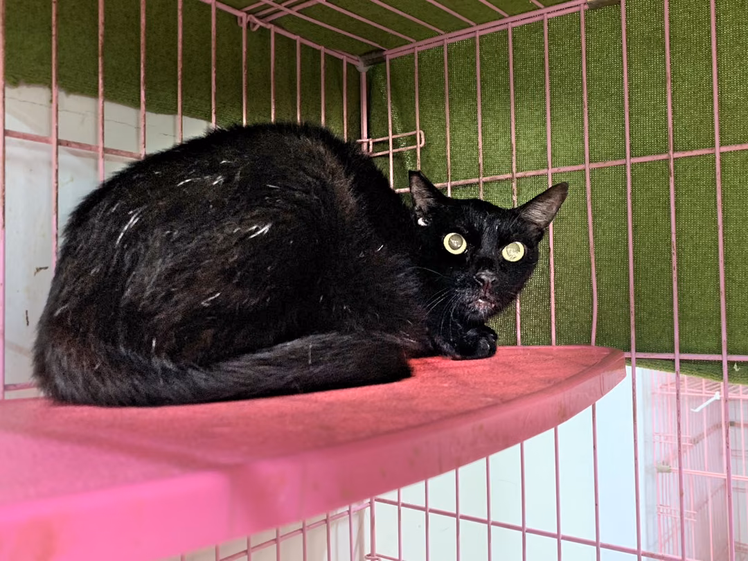 The cat, from the shelter's listing
