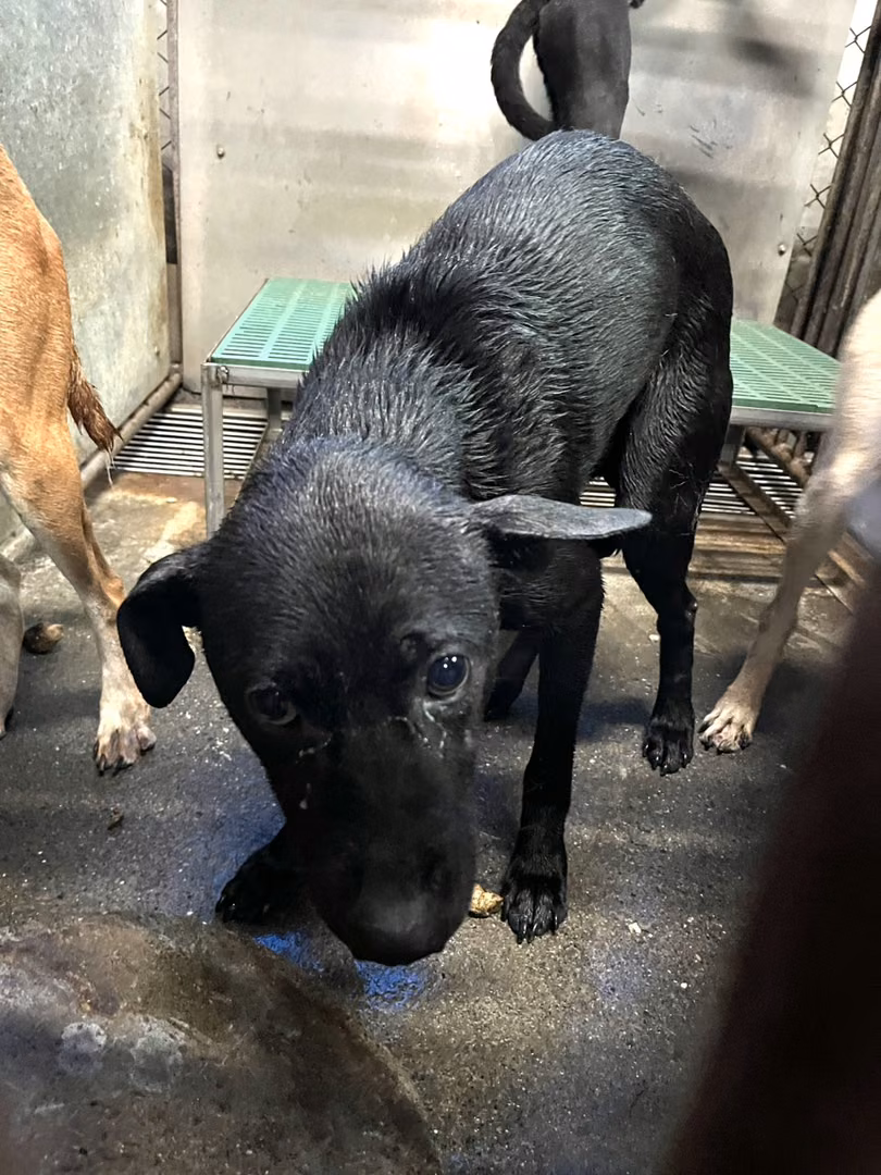 The dog, from the shelter's listing