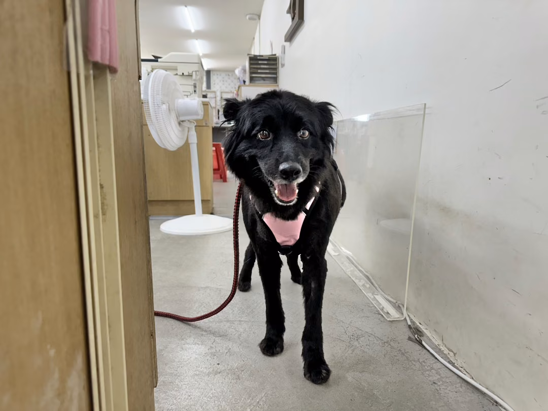 The dog, from the shelter's listing