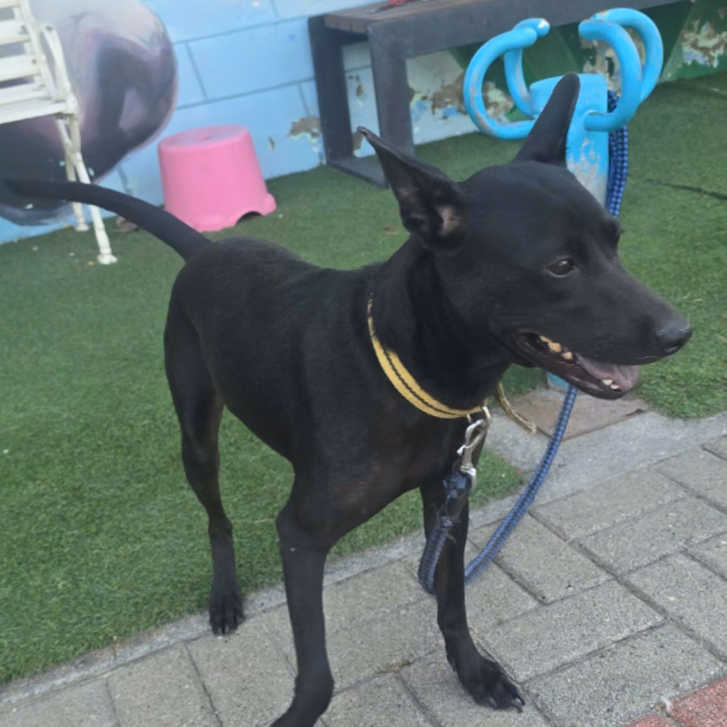 The dog, from the shelter's listing