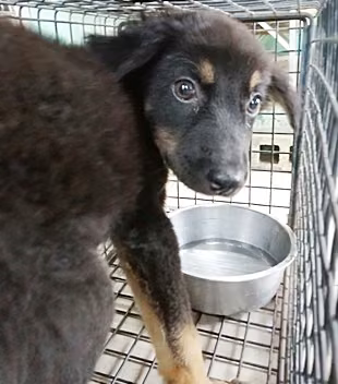The dog, from the shelter's listing