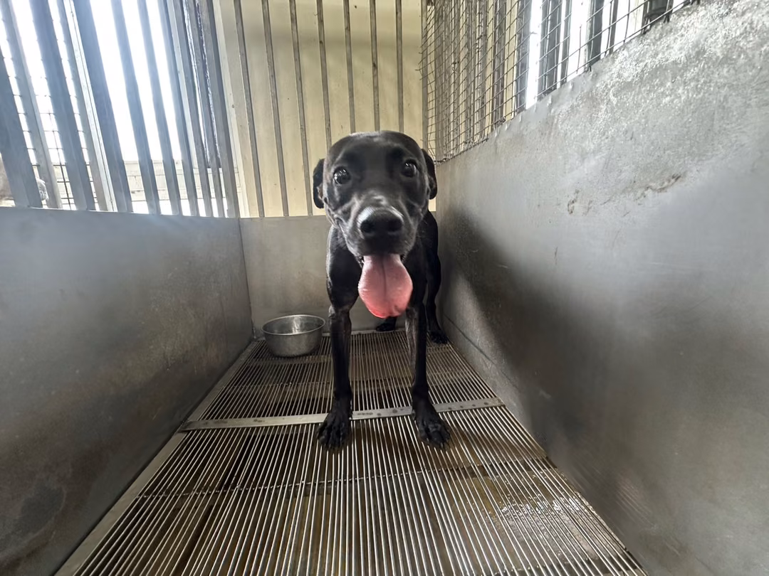 The dog, from the shelter's listing