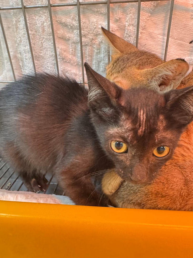 The cat, from the shelter's listing