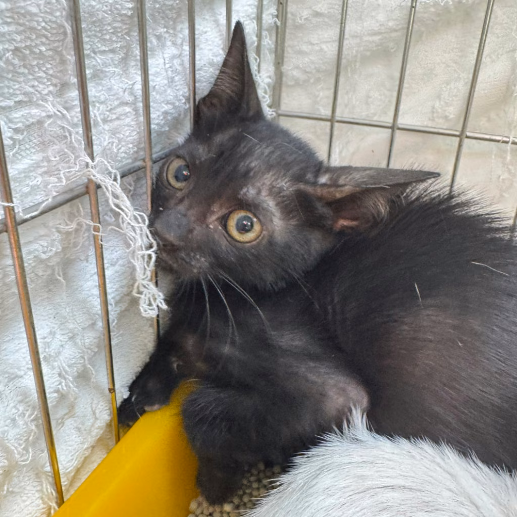 The cat, from the shelter's listing