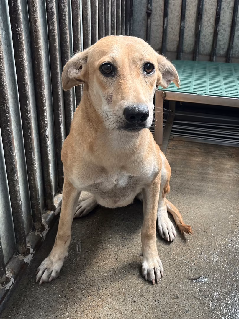 The dog, from the shelter's listing