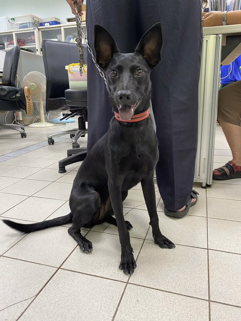 The dog, from the shelter's listing