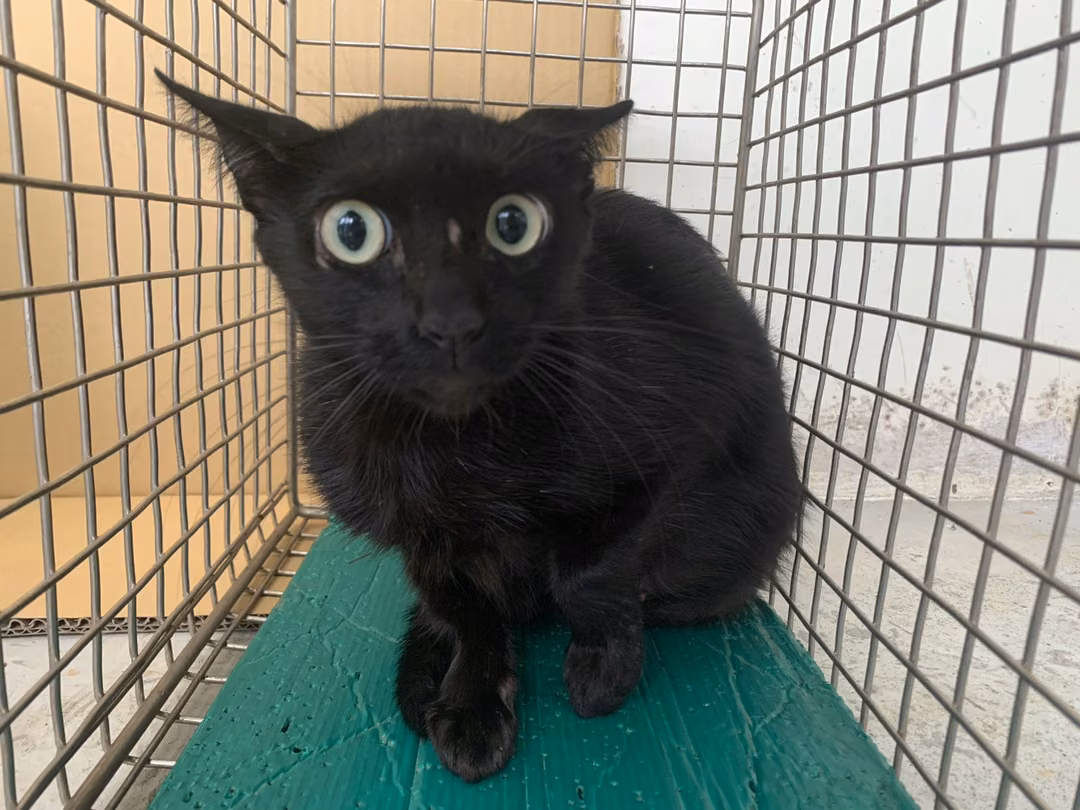 The cat, from the shelter's listing