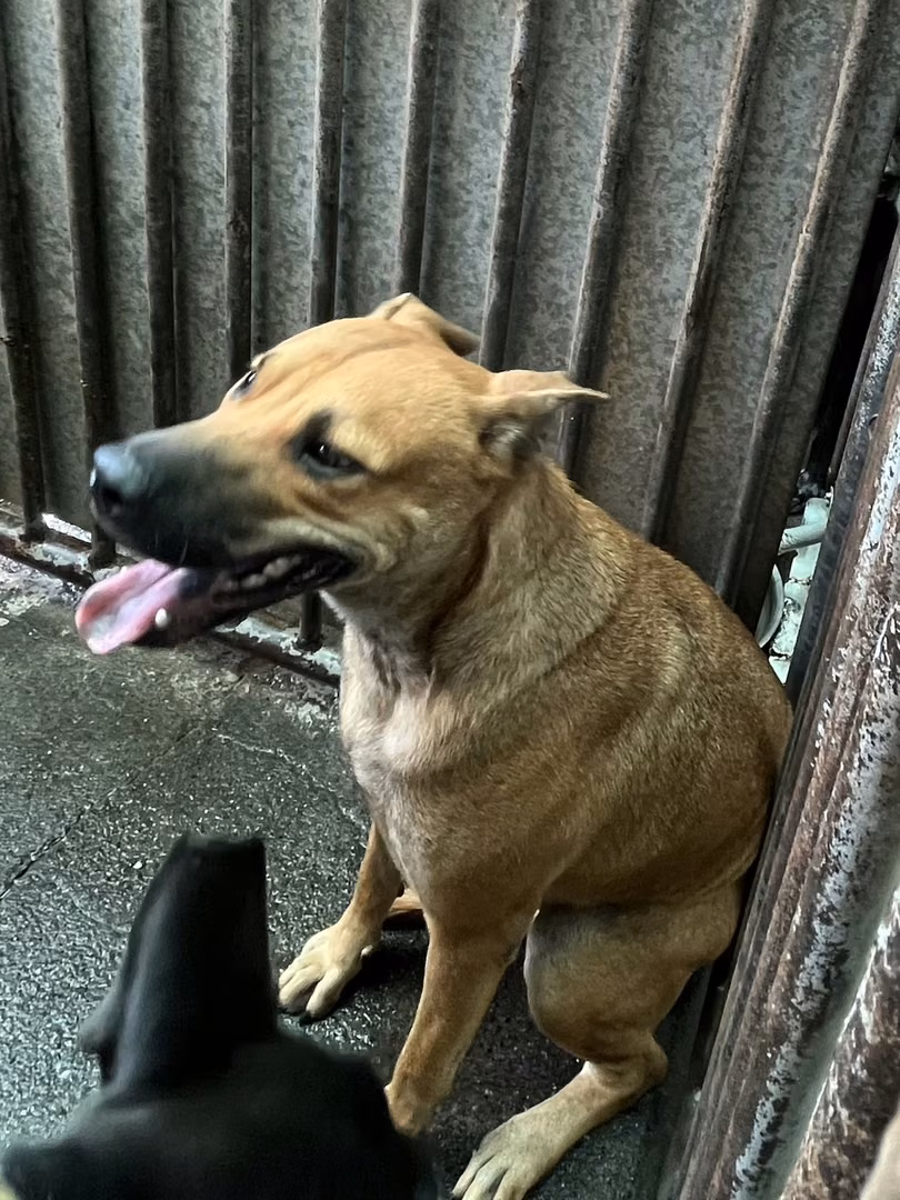 The dog, from the shelter's listing
