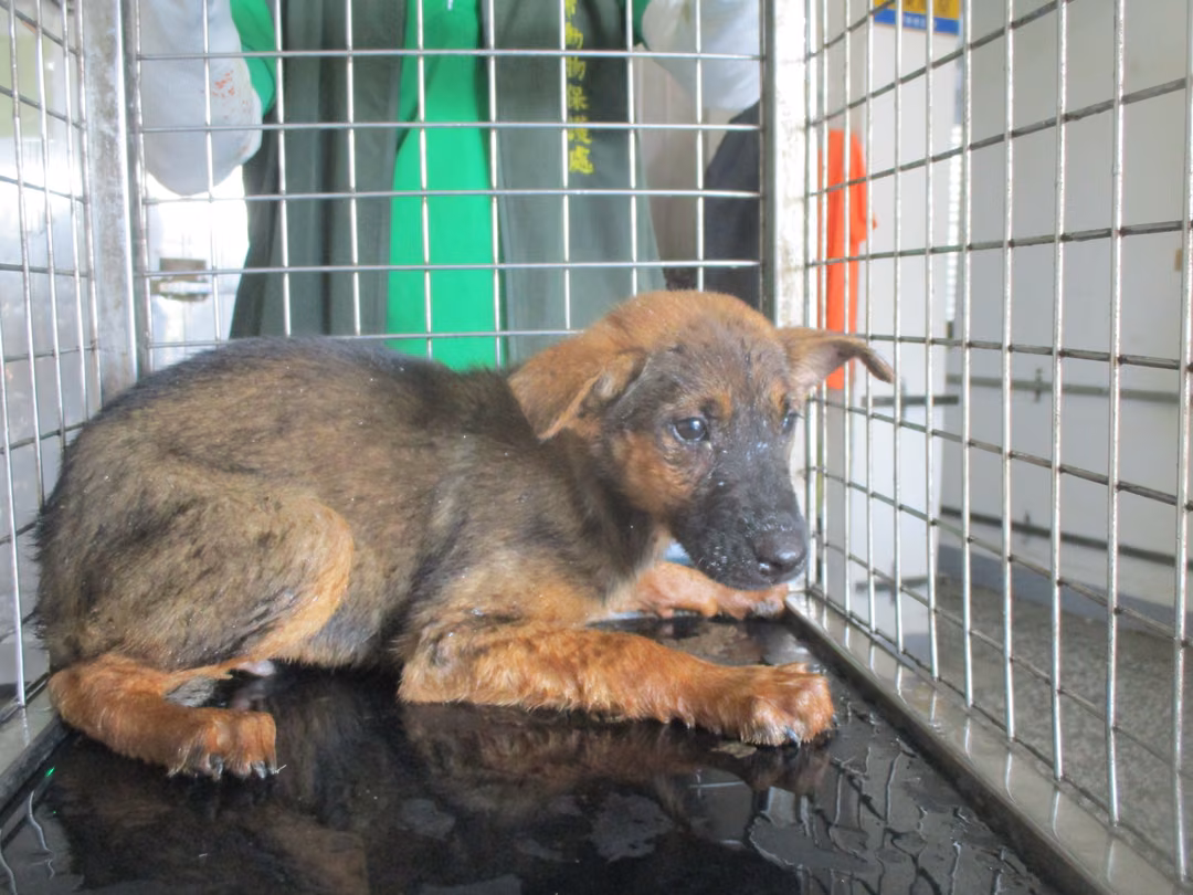 The dog, from the shelter's listing