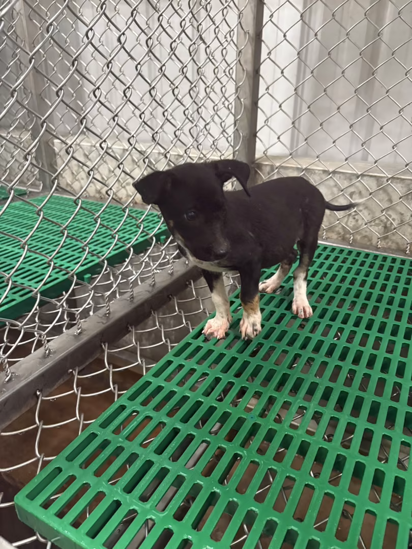 The dog, from the shelter's listing