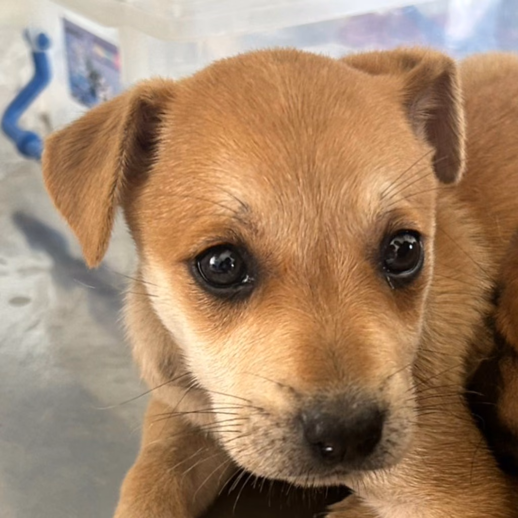 The dog, from the shelter's listing