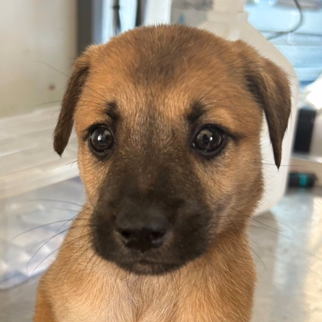 The dog, from the shelter's listing