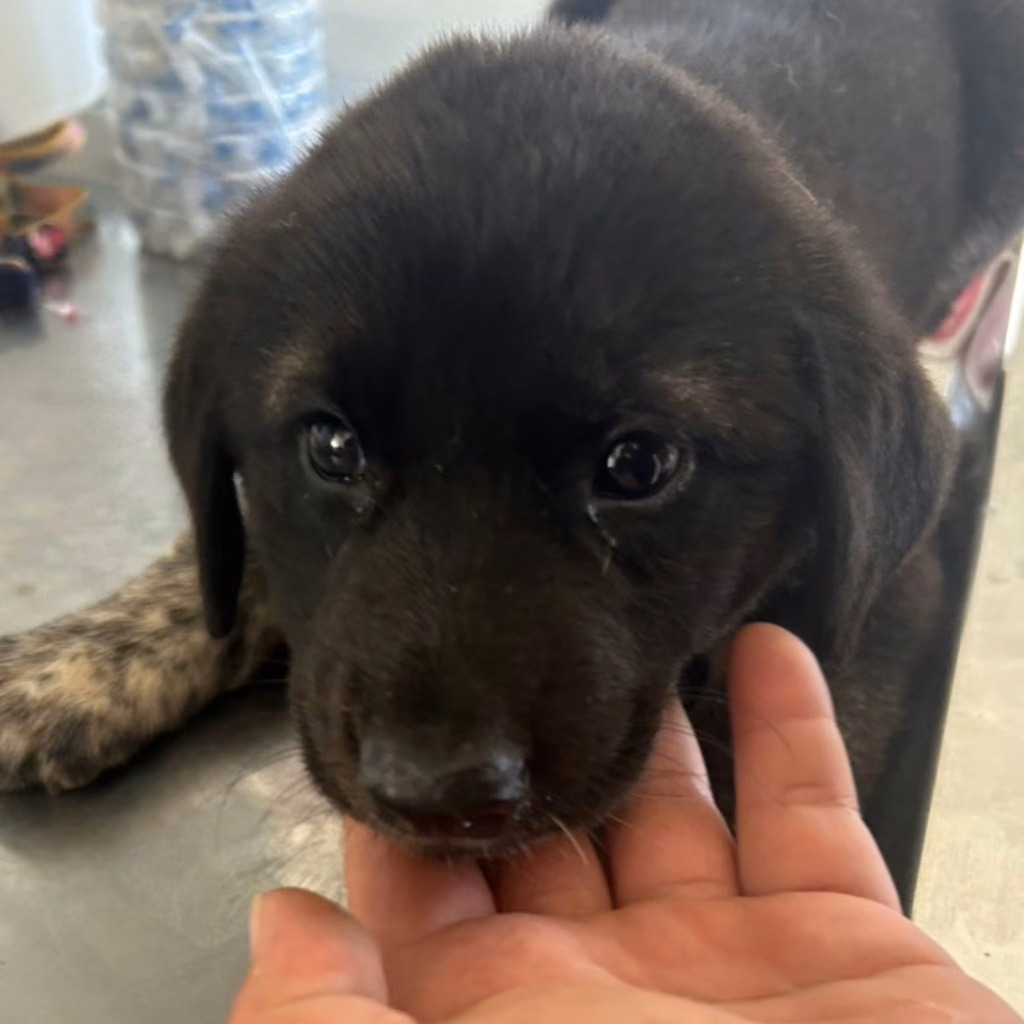 The dog, from the shelter's listing